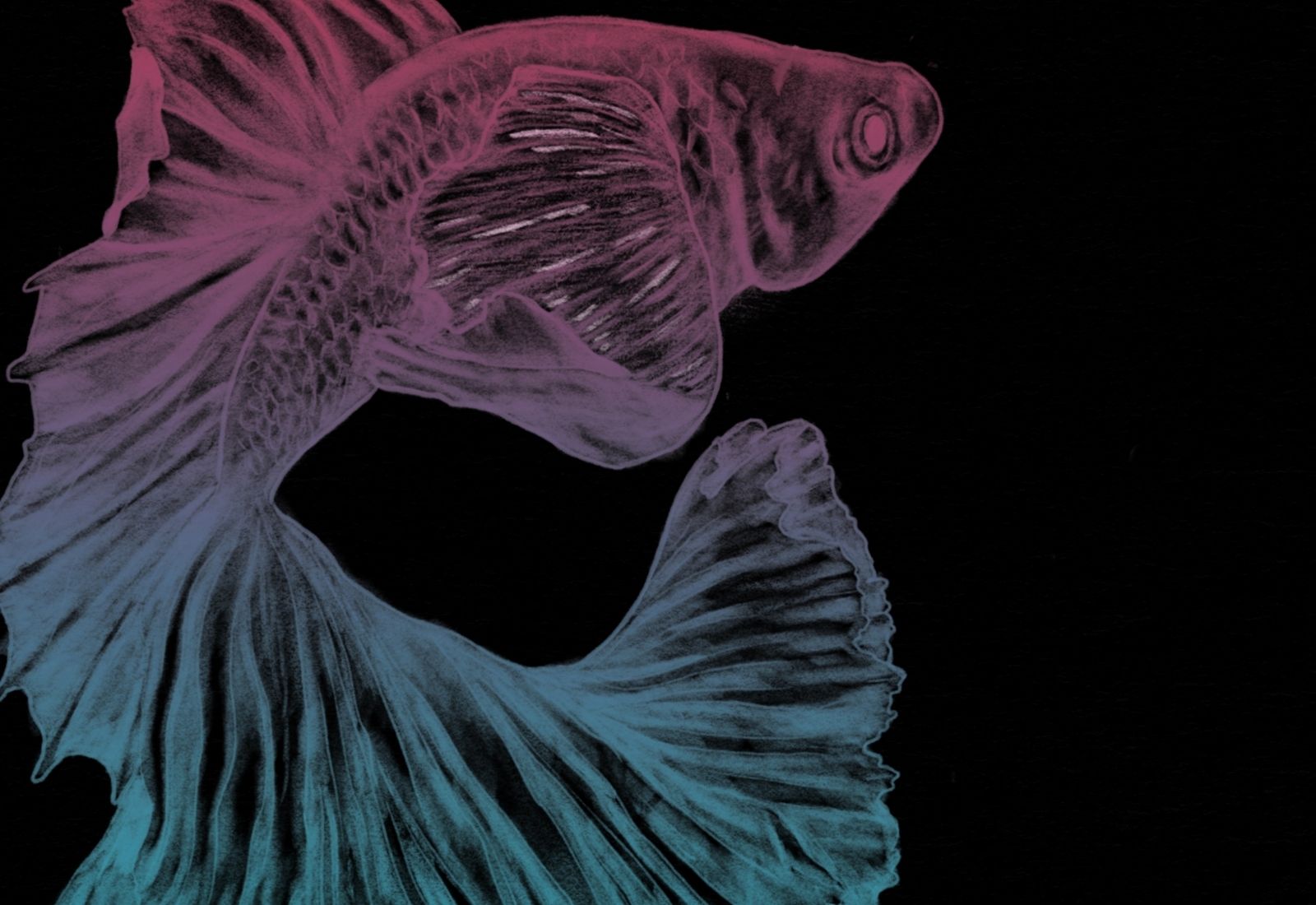 PEZ — ilustración